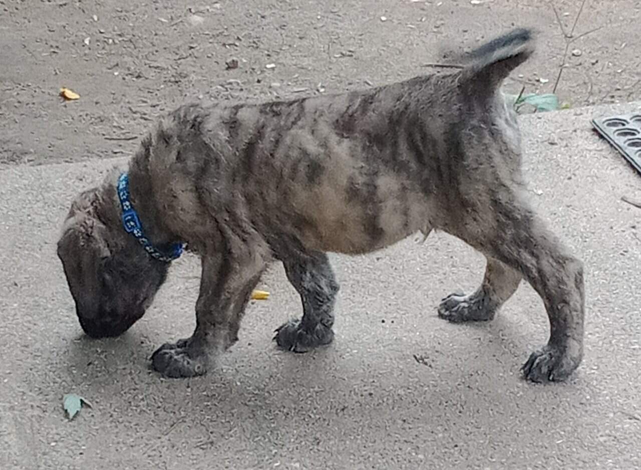 AKC English Mastiff image 2