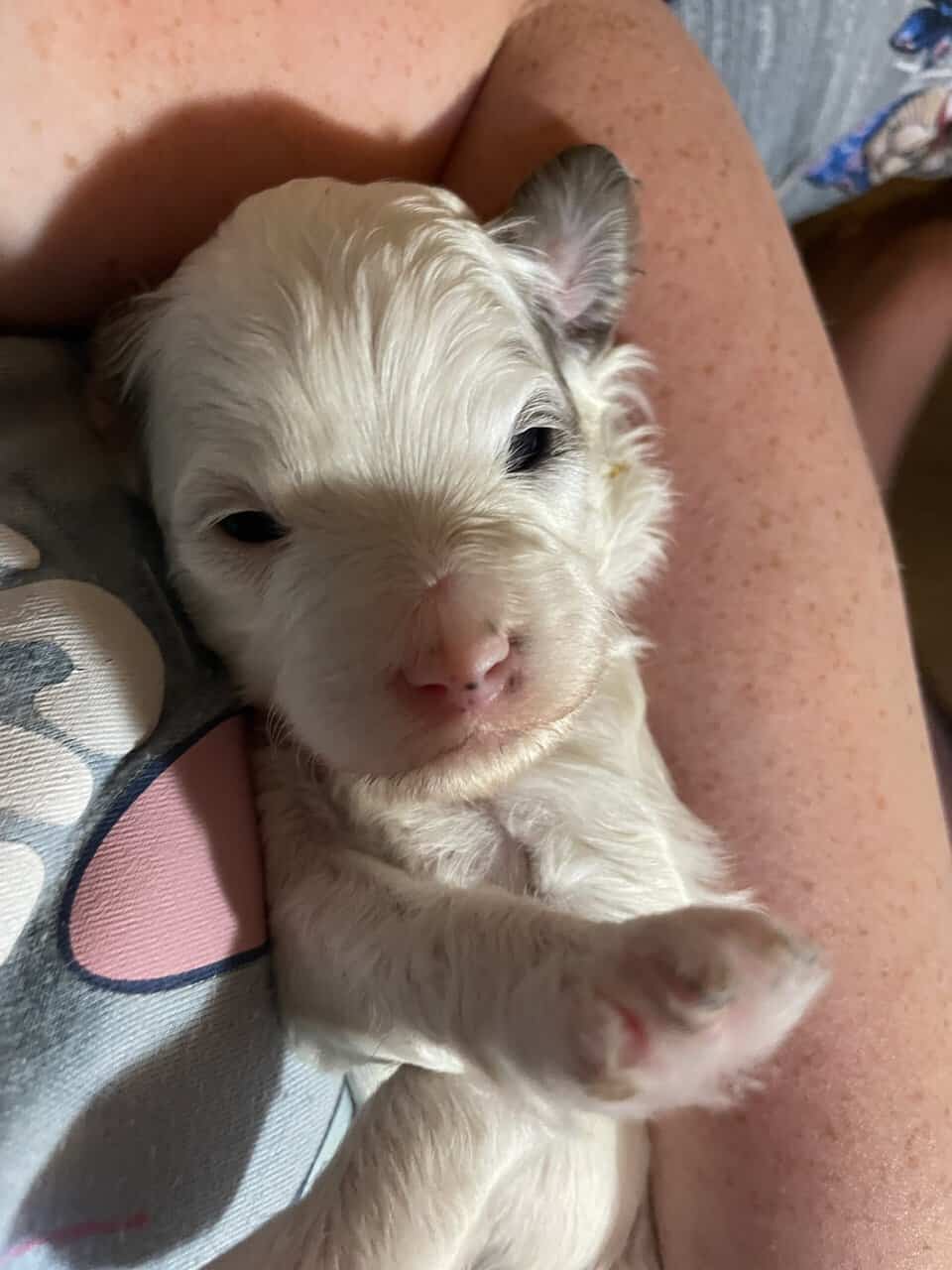 Cavapoo puppies image 3