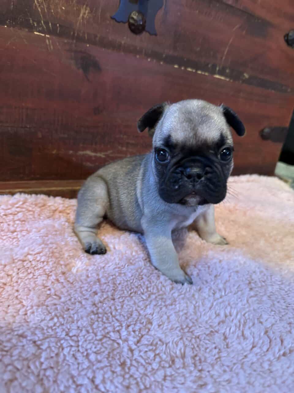 French Bulldog puppies image 8