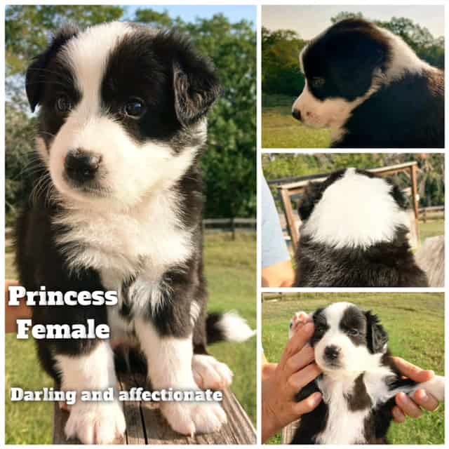 Aussiedor/Sheprador puppies image 2