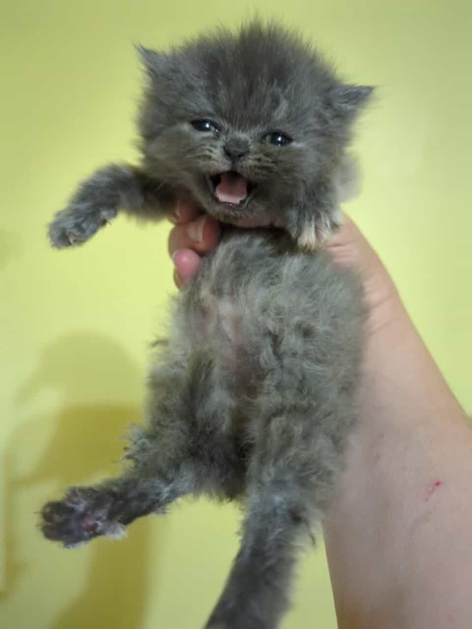 Adorable Persian Kittens image 5