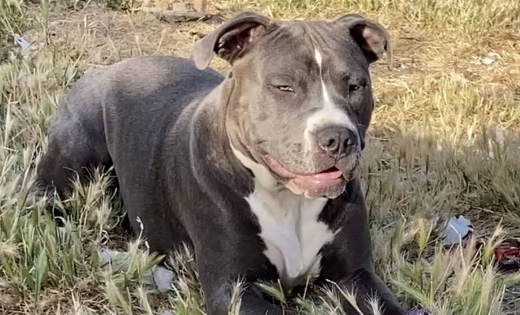 Pitbull Puppy image 3
