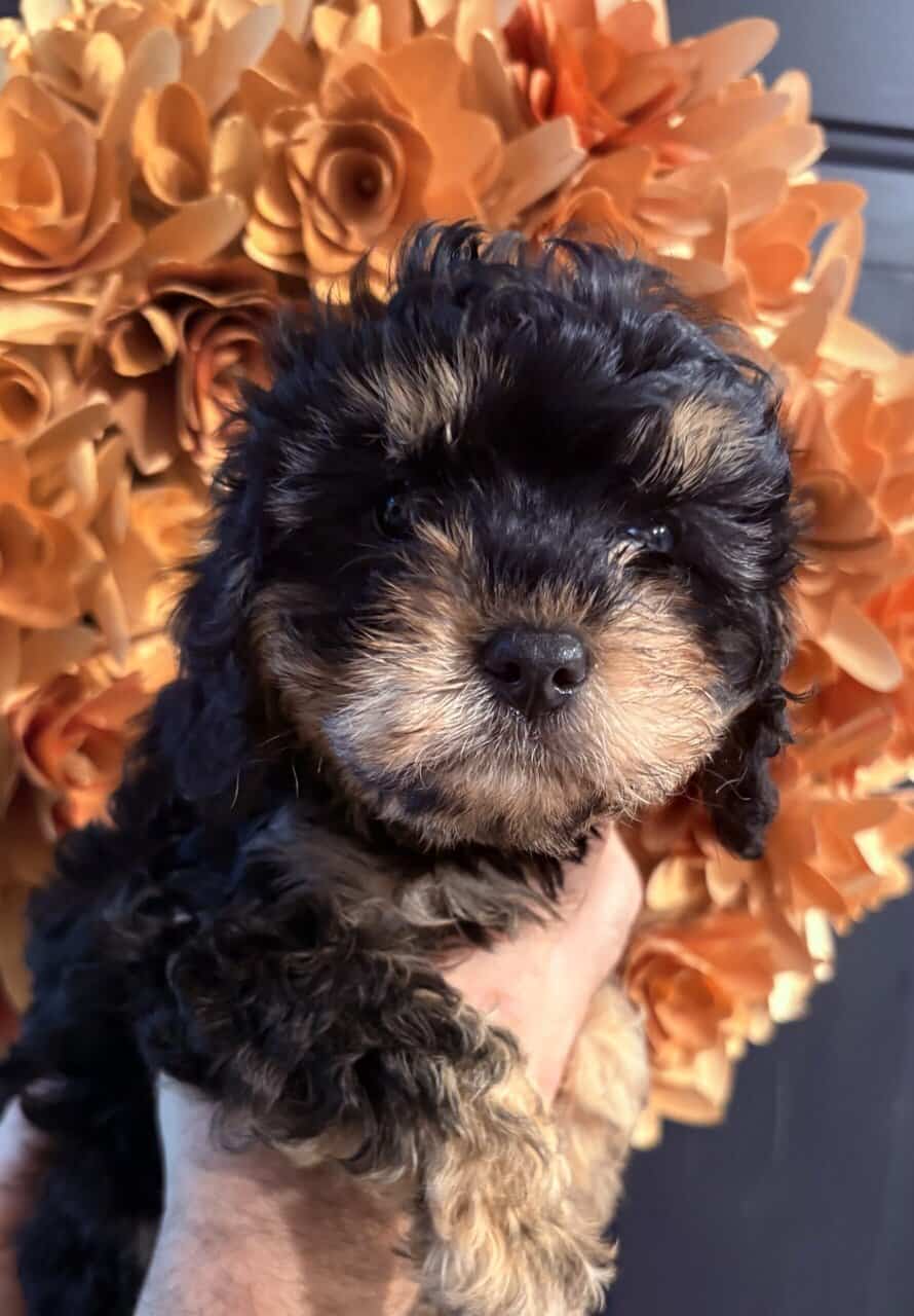 Cavapoo puppies available now! | PetClassifieds.com