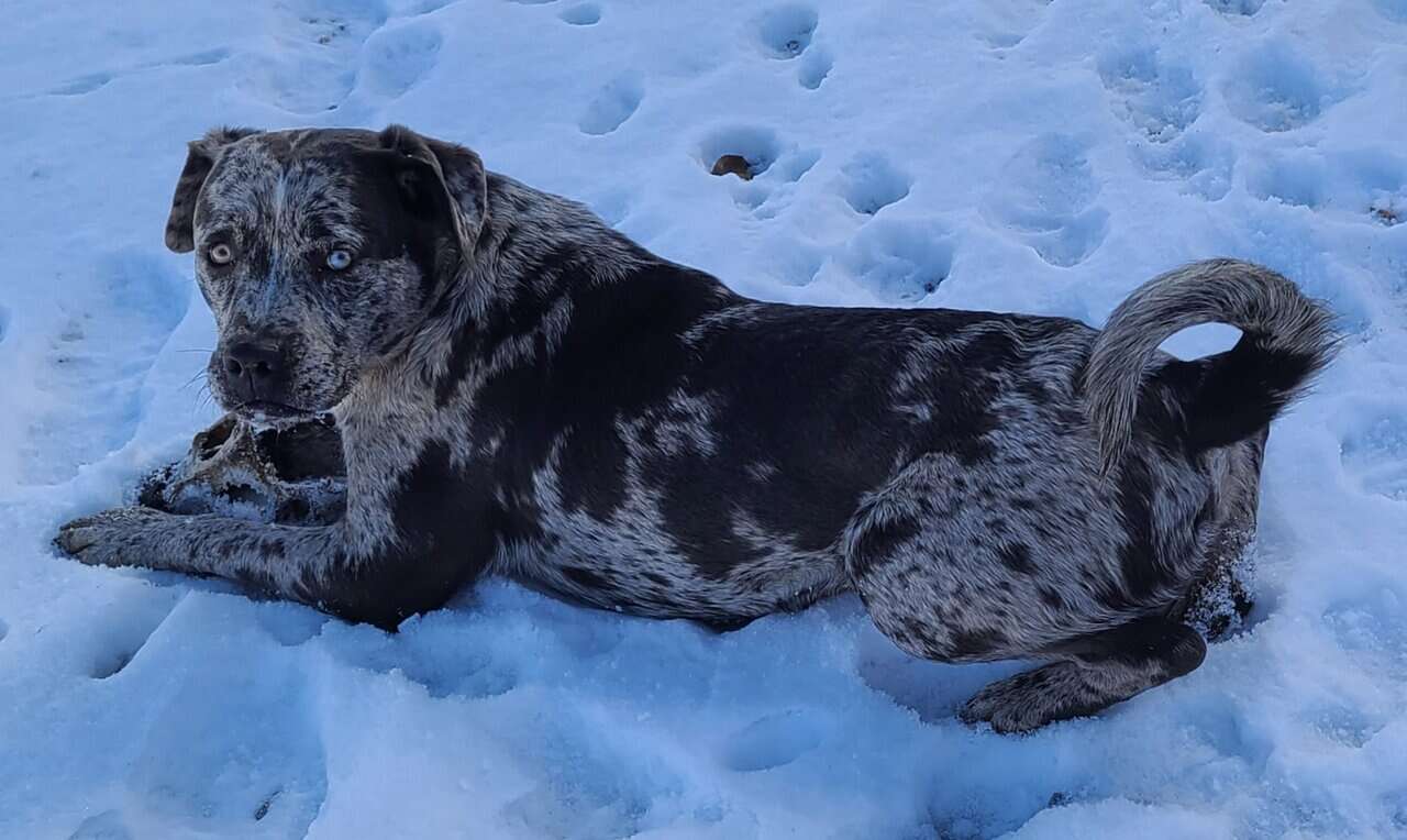 Corgi catahoula mix puppies image 14