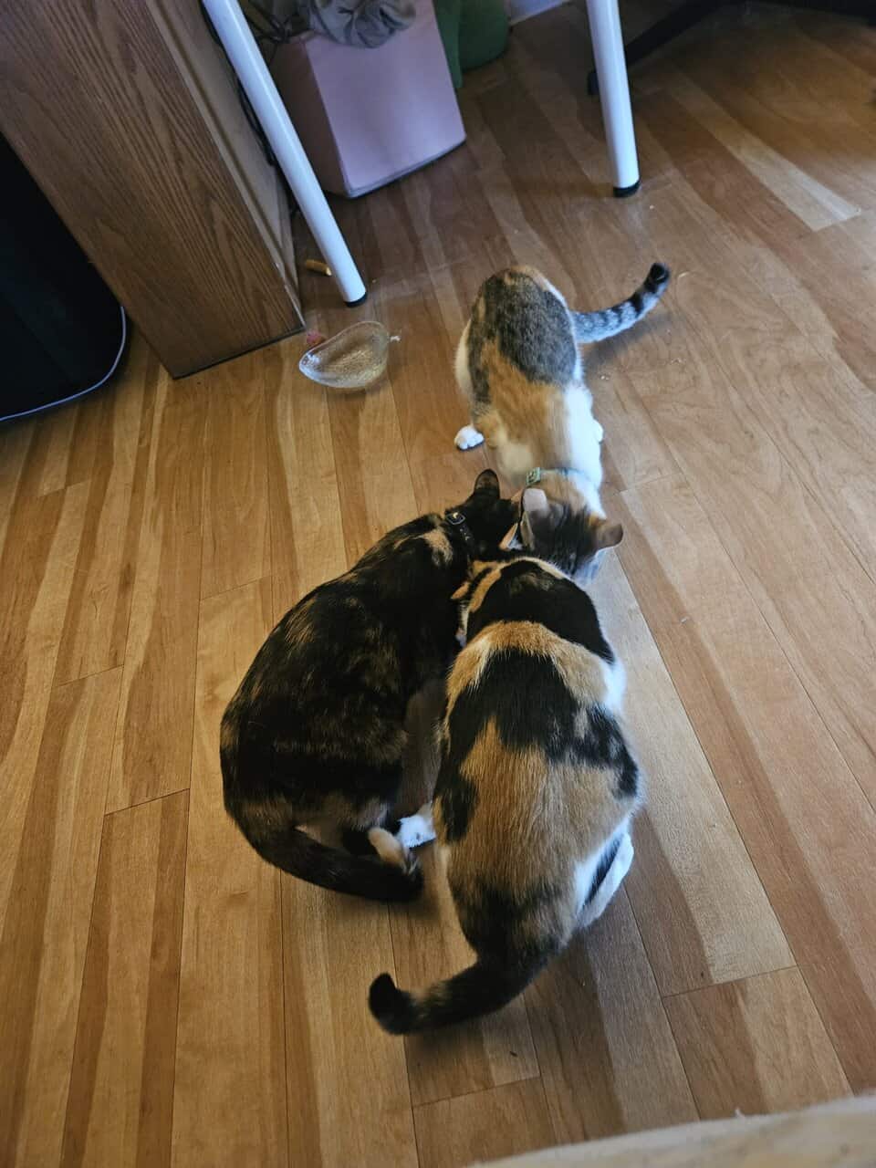 4 Female Cats, 1 yr, needing to be rehomed image 7