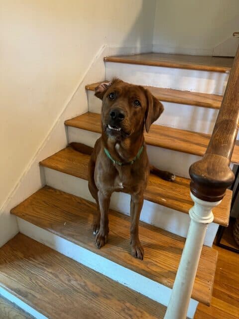 Bowser - excitable dog- needs a new home! image 3