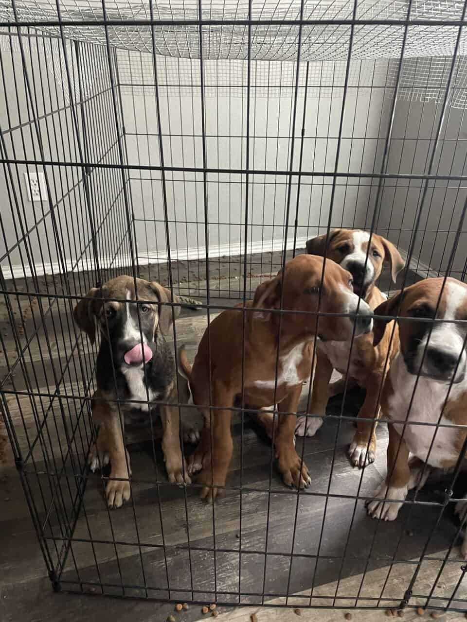 Free puppies image 5