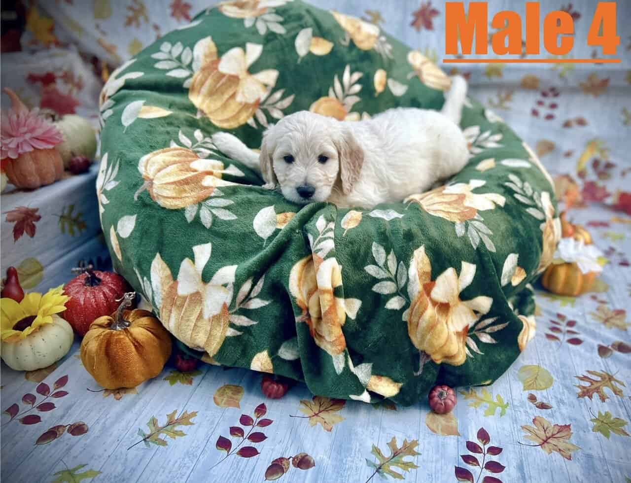 Goldendoodle Puppies Ready in 2 Weeks image 9