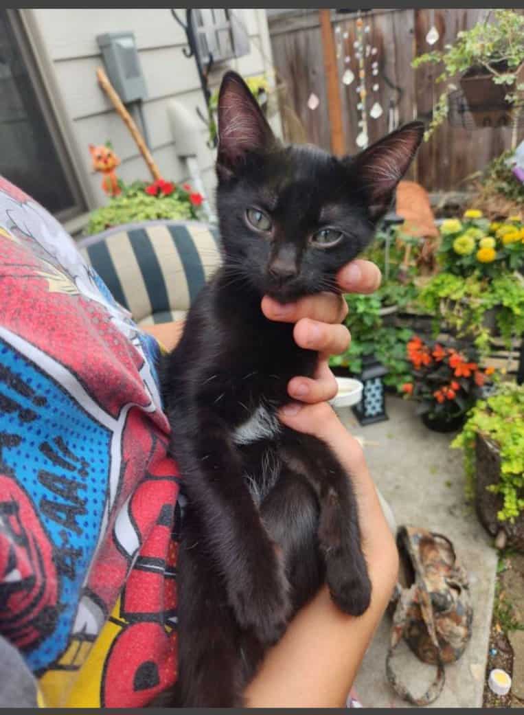 Kittens image 3