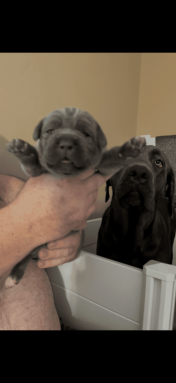 Cane Corso Puppy’s looking for there Furr Ever luv image 12