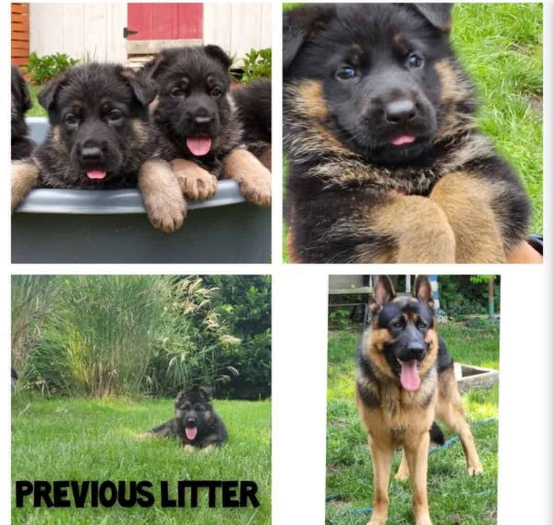 Big beautiful AKC GSD image 1