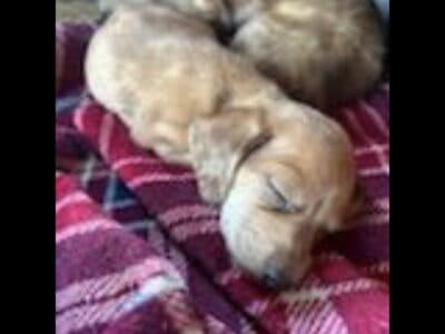 Mini dachshund puppies