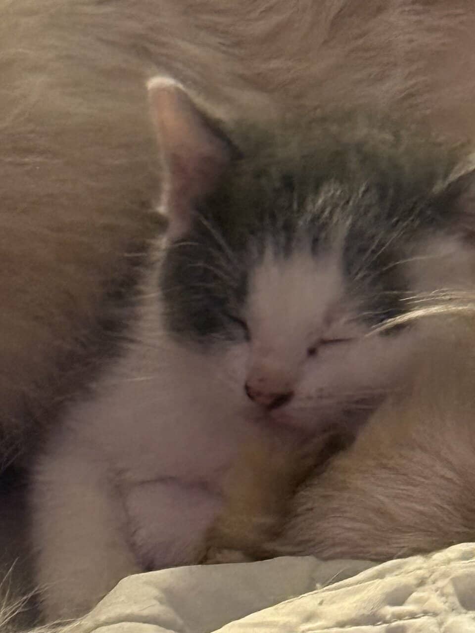 Need to rehome some cats because am moving image 2
