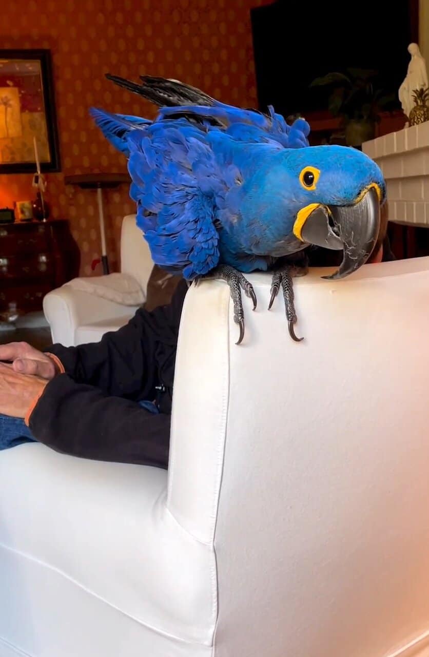 DNA tested fertile hyacinth macaw bonded pair image 5