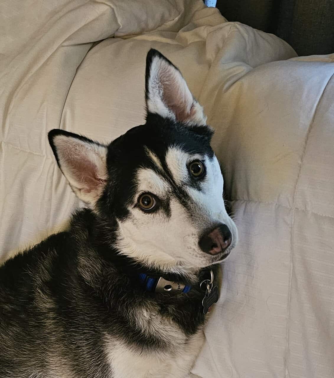 Husky named Noodle needs a new home image 1
