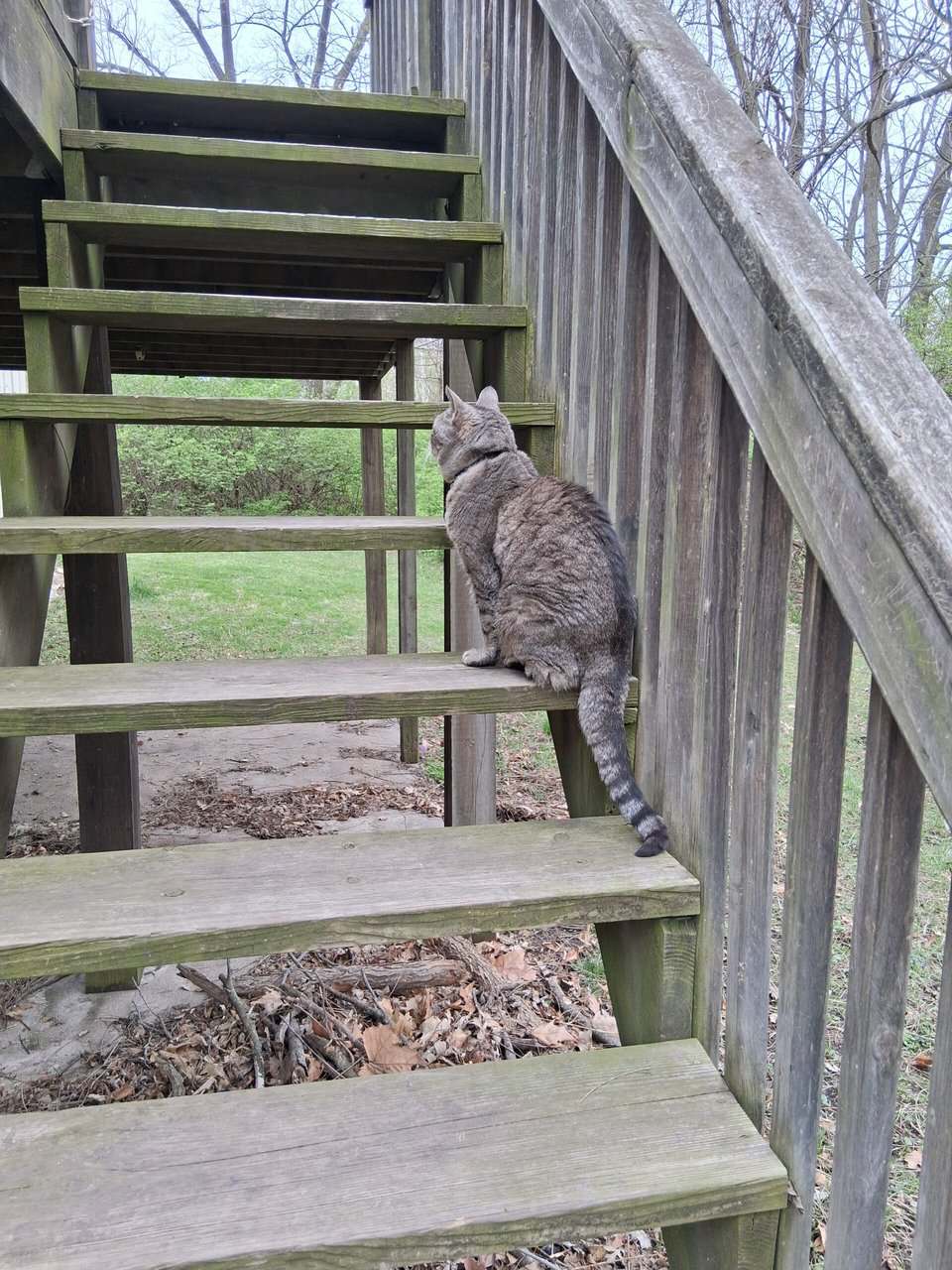 Senior Part Siamese Cat image 3
