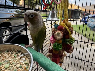 Peach Check Conure w/ cage