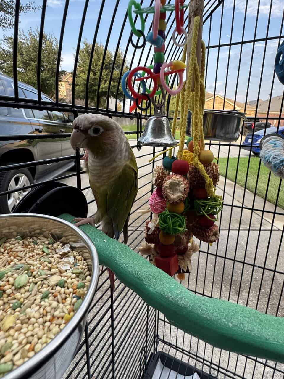 Peach Check Conure w/ cage image 1