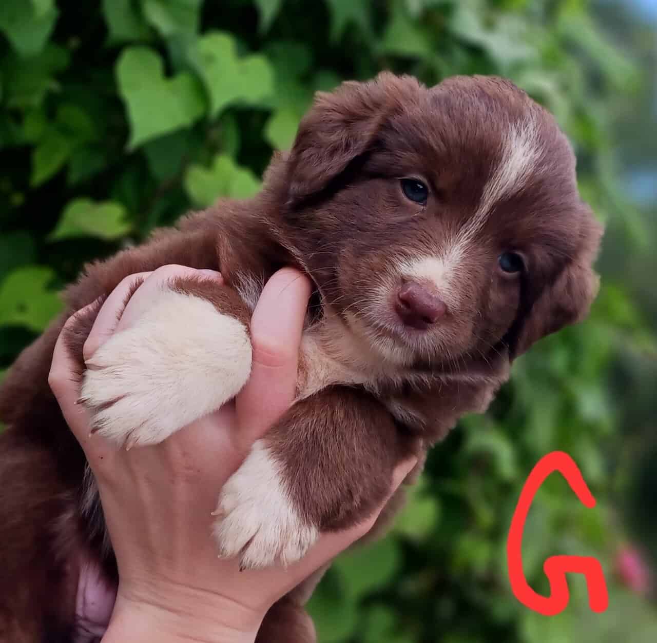 Australian Shepherd Puppies image 2
