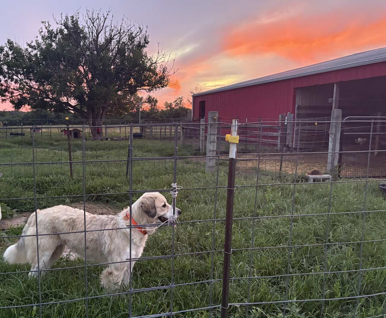 Livestock Guardian pups (LGD) image 14