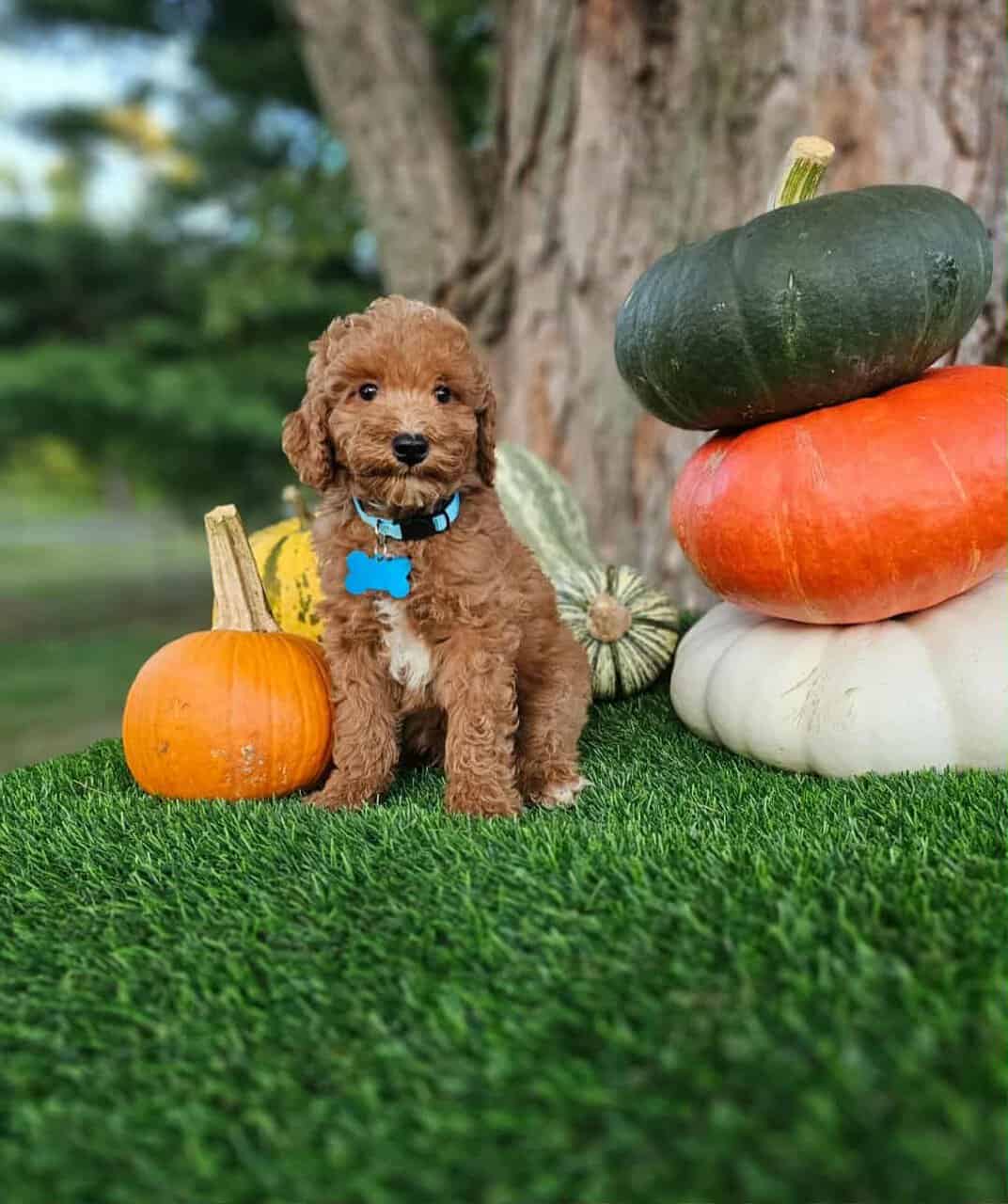 Sammy-Mini Poodle image 2