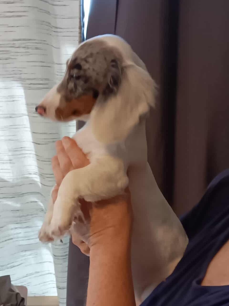 For Sale Miniature CKC Dachshunds Puppies image 5