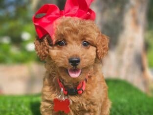 Coco-F1b Mini Goldendoodle