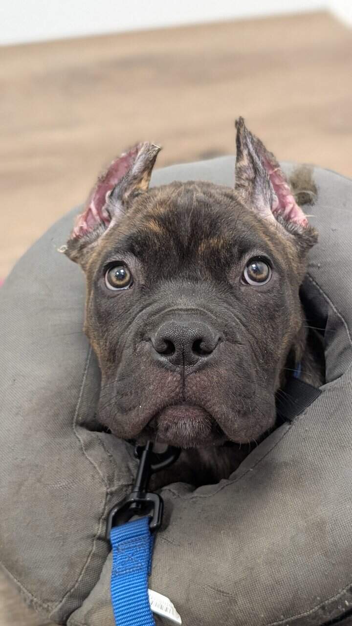 12 week Cane Corso puppy image 1