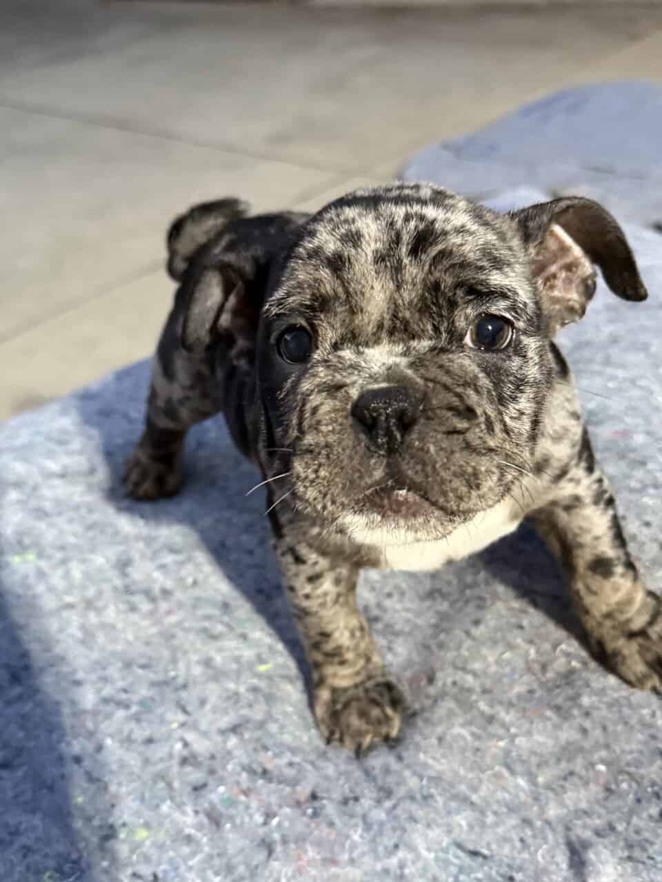 American bully x English Bulldog mix image 3