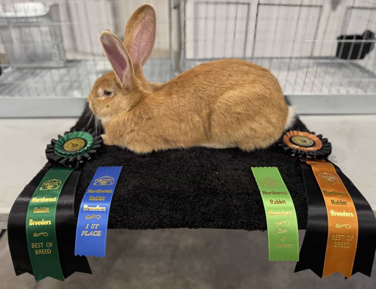 Flemish Giant Rabbits image 7