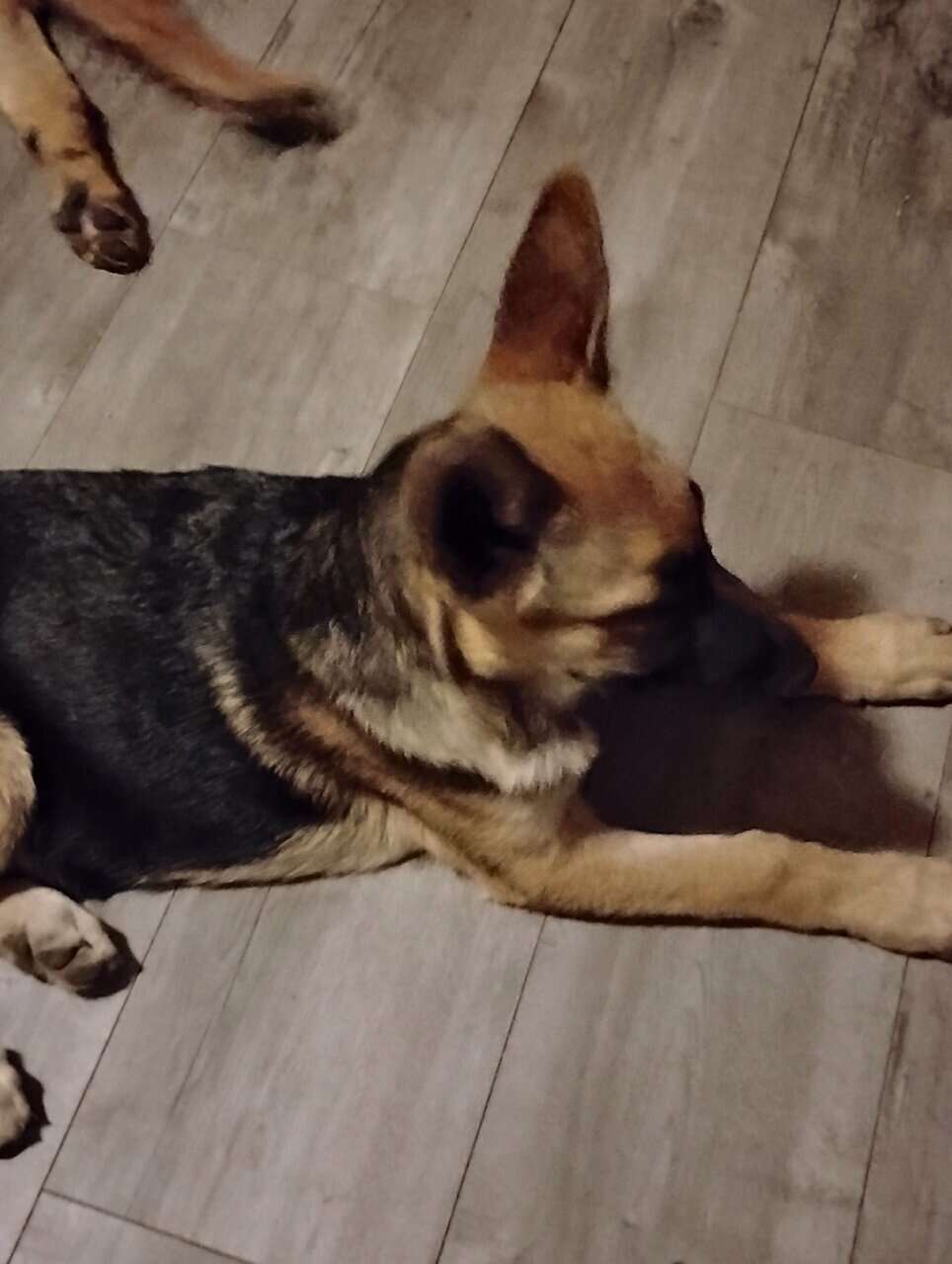 German Sheppard puppies for sale image 2