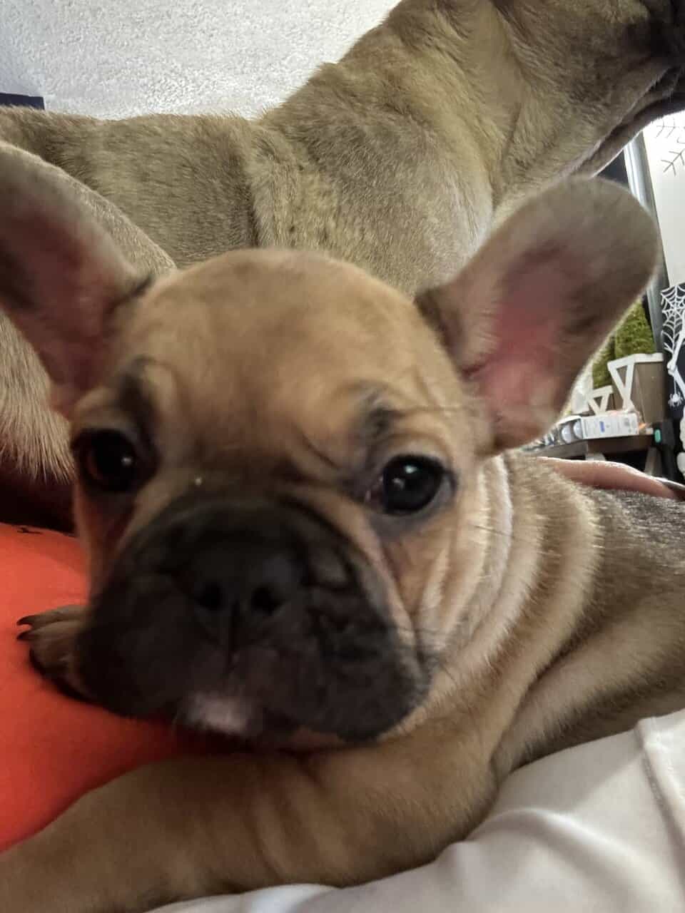 French Bulldog puppies image 14