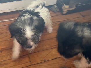 Havanese for your Home