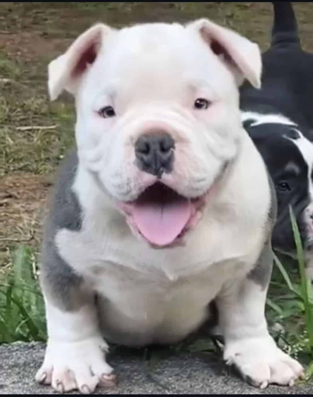 PRADA NEEDS A HOME image 1