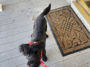 Schnoodle (Schnauzer/Standard Poodle mix)- 6 month