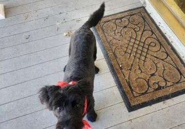 Schnoodle (Schnauzer/Standard Poodle mix)- 6 month