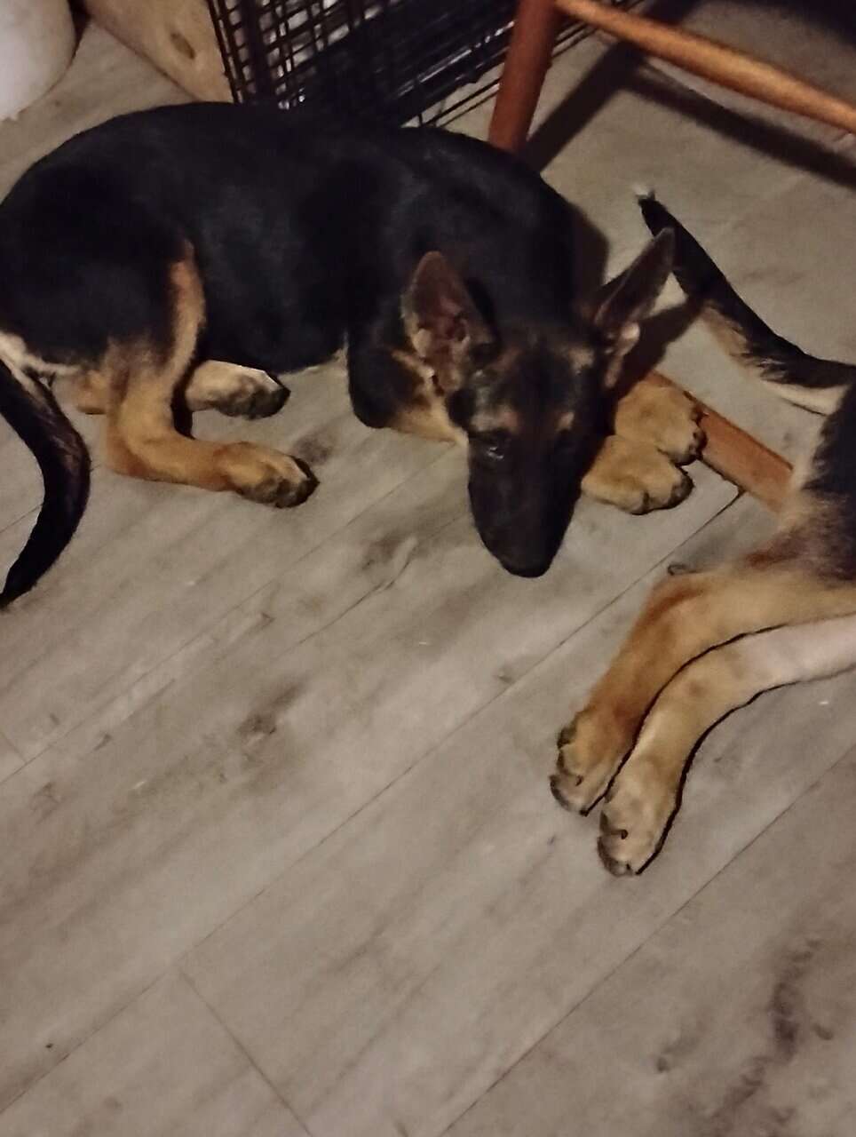 German Sheppard puppies for sale image 9