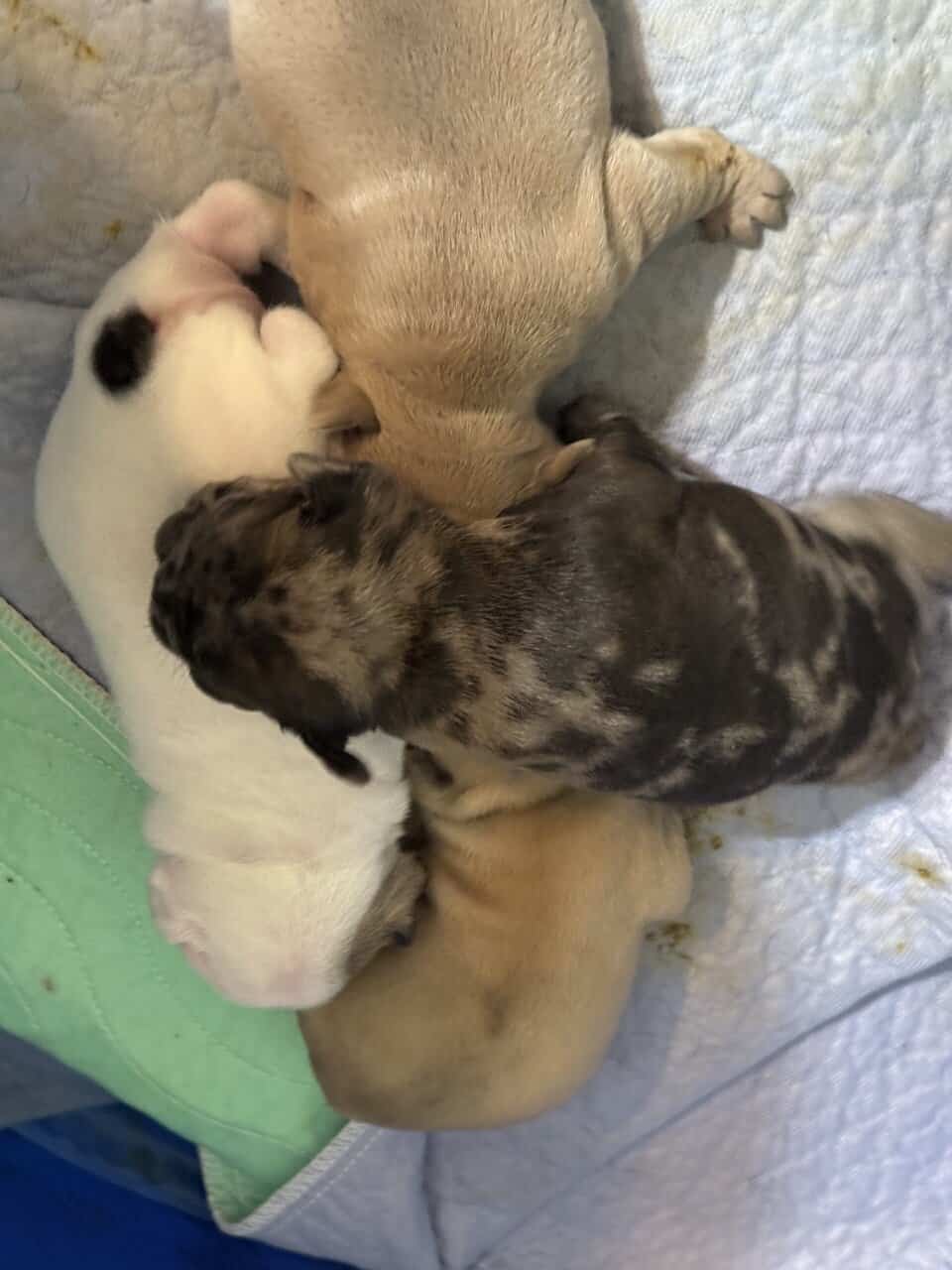 French bulldog babies image 8