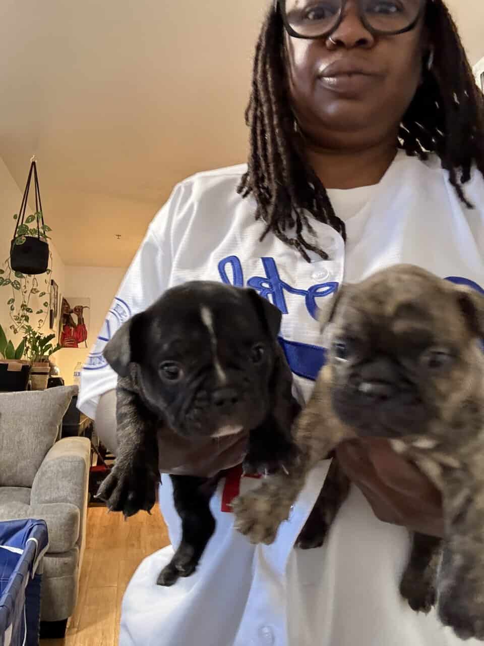 French Bull Dogs image 2