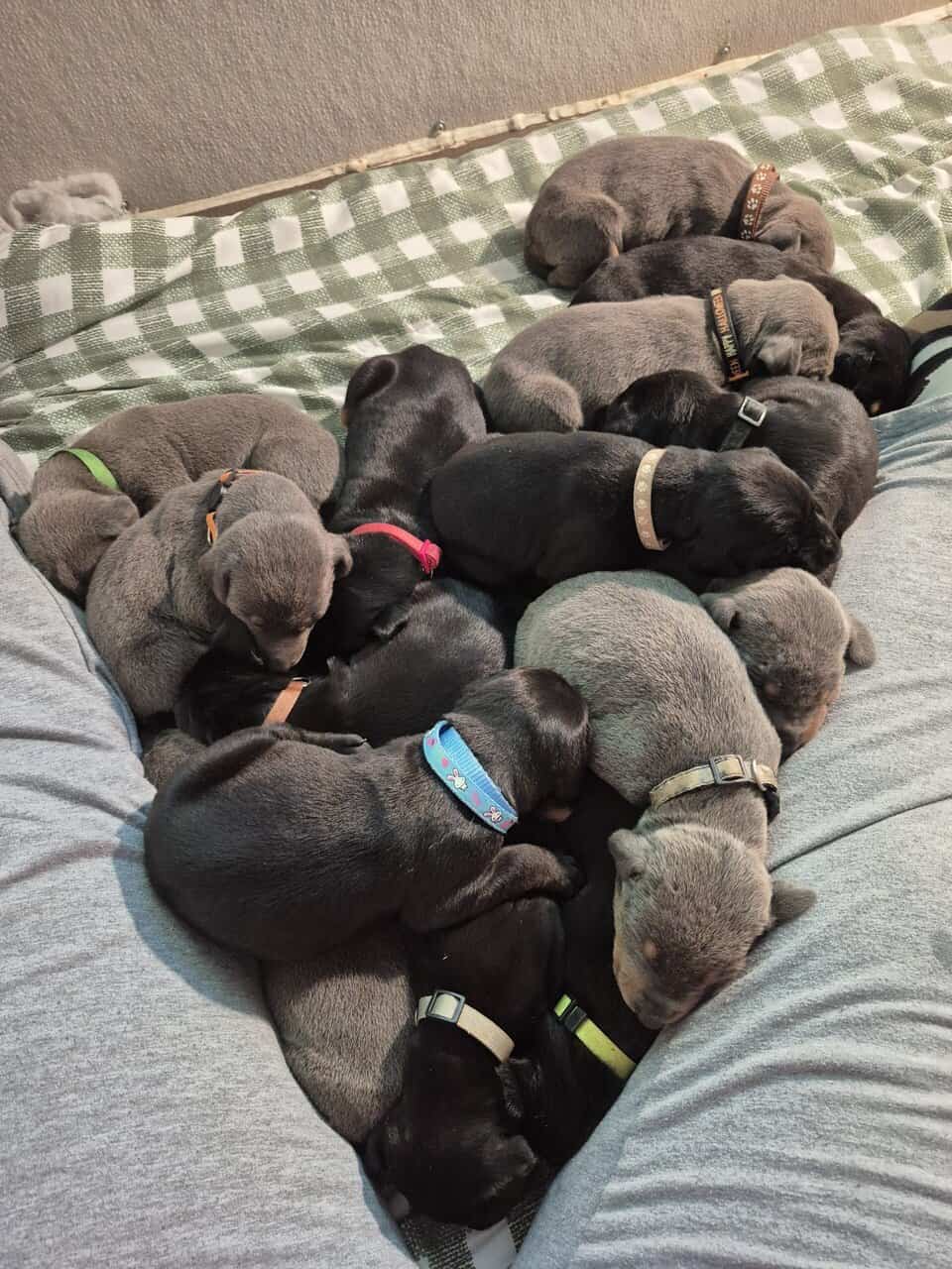 Doberman puppies image 1