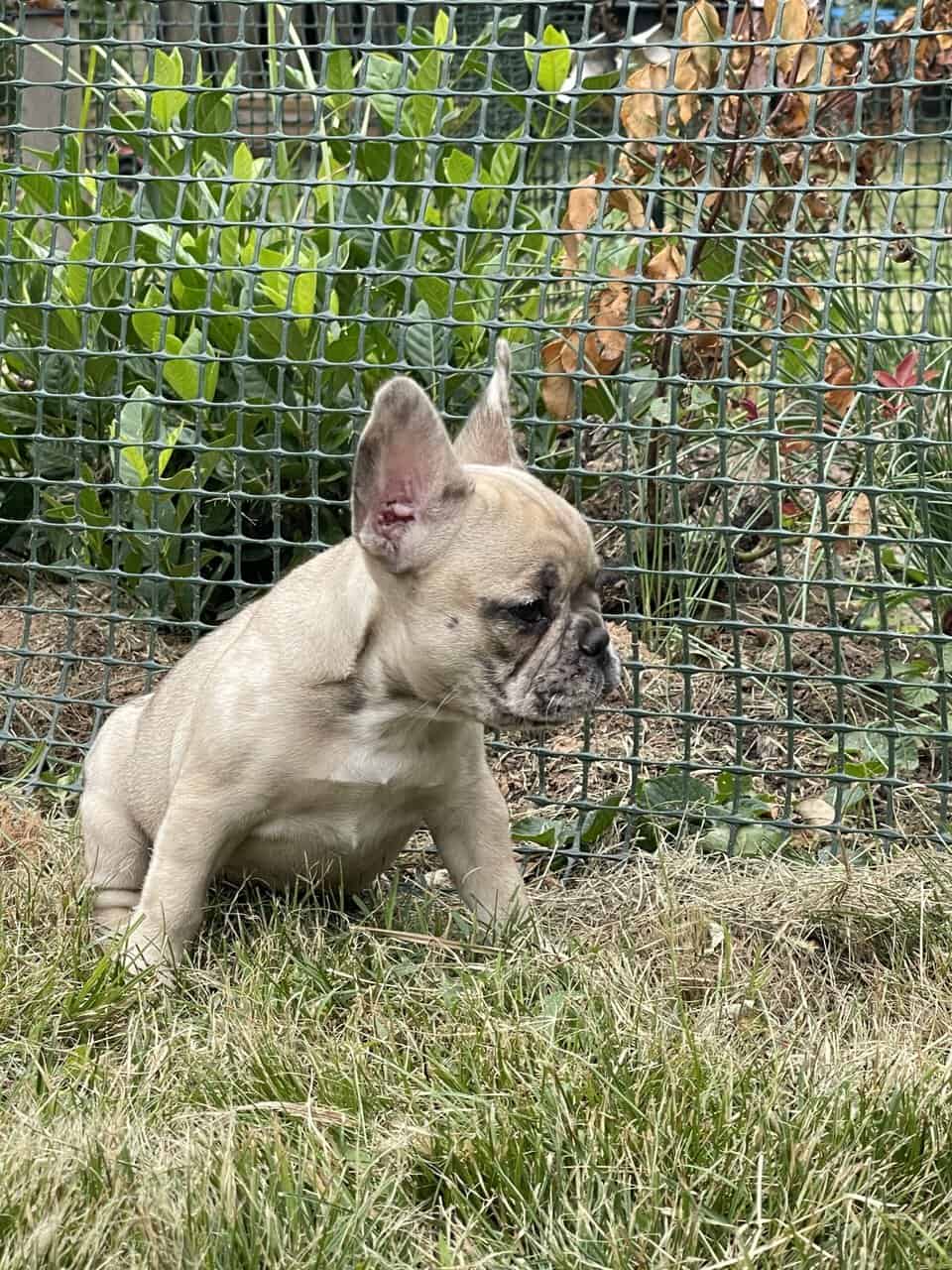 French bulldog Puppy female image 2