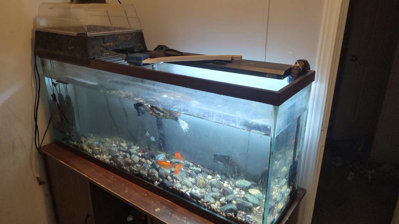 Red-Eared Slider image 1