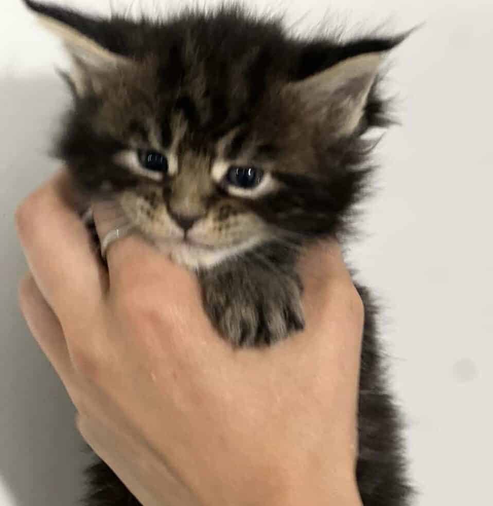 EUROPEAN GORGEOUS MAINE COON Kittend tica text image 1