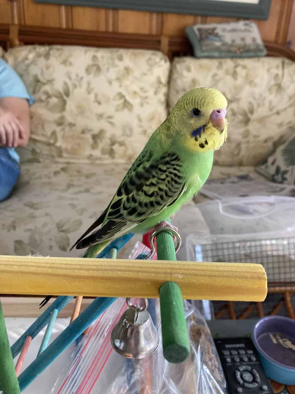 Hand Fed Budgies Available image 6