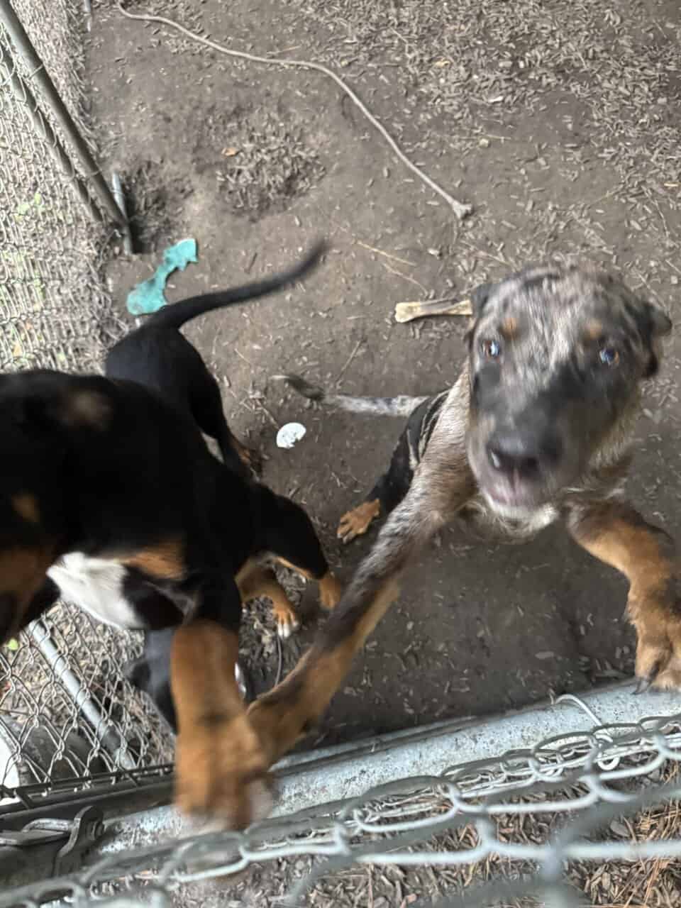 Rottweiler mix puppies image 2