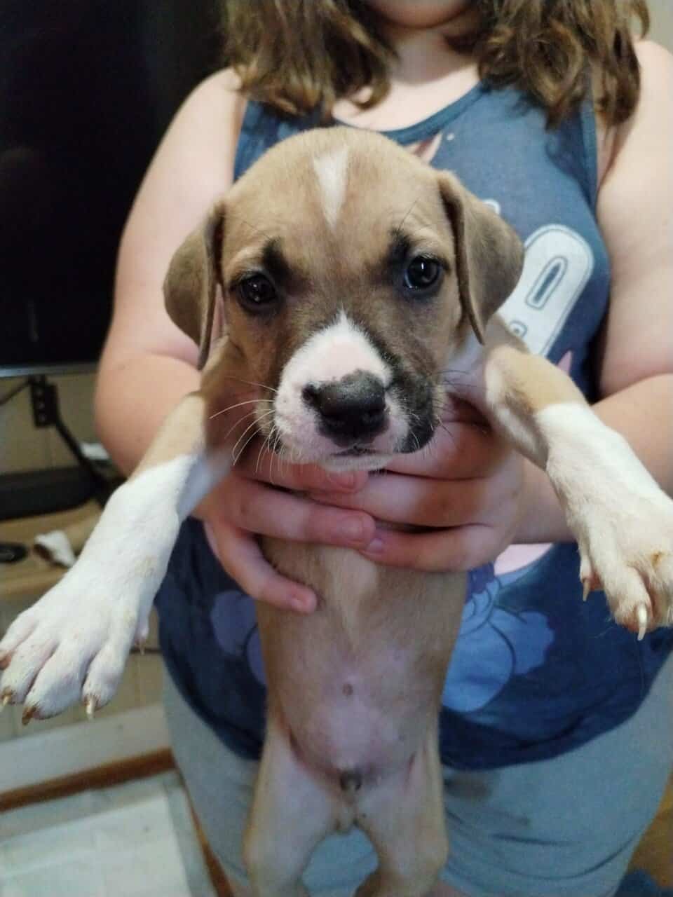 Boerboel/Presa Canario Mix puppies image 9