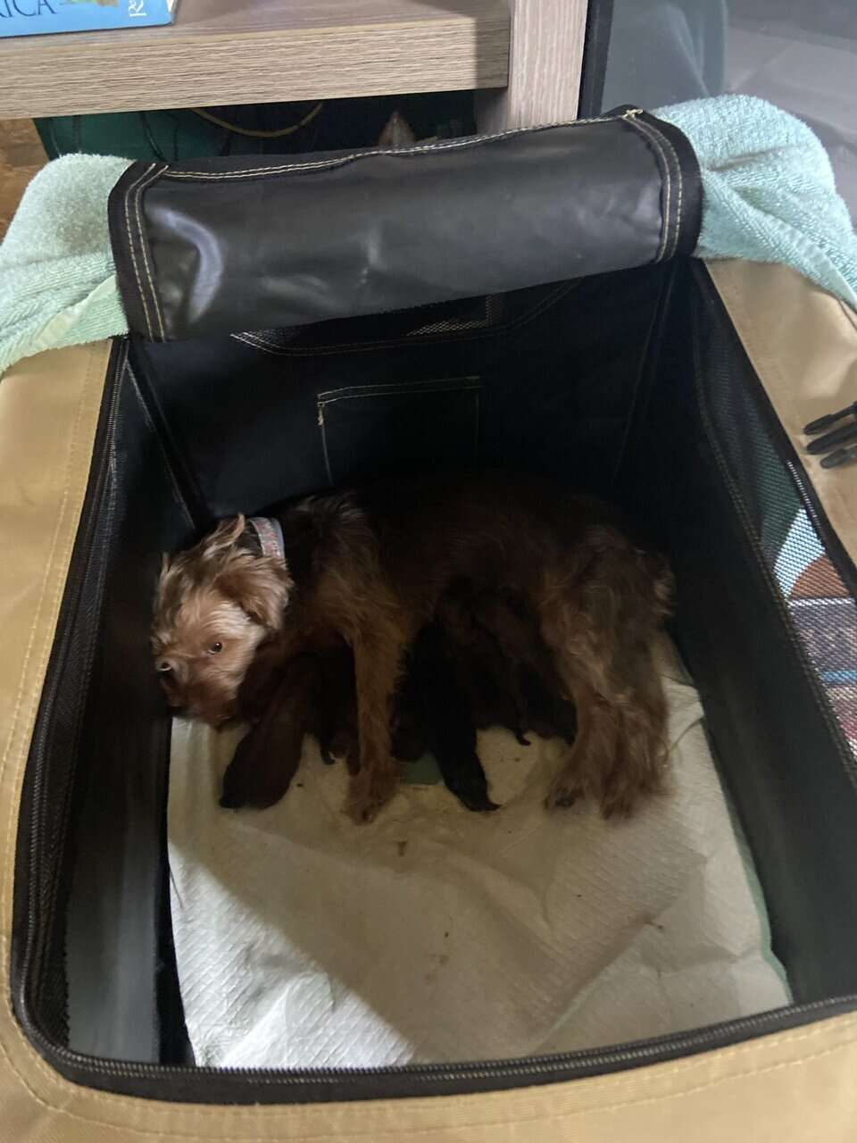 Yorky puppies image 1