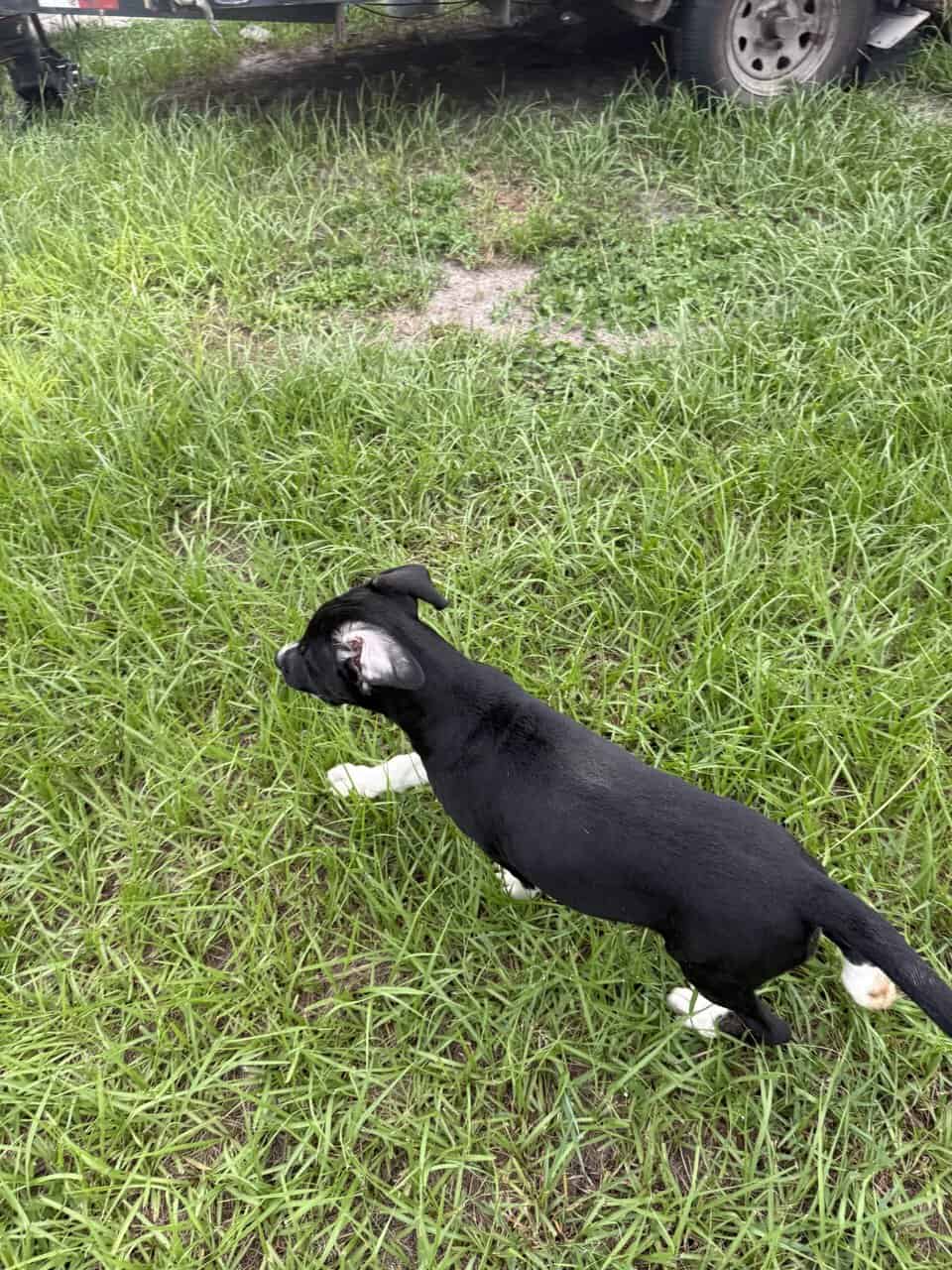 Cane corso/ Pitbul mix puppy image 5
