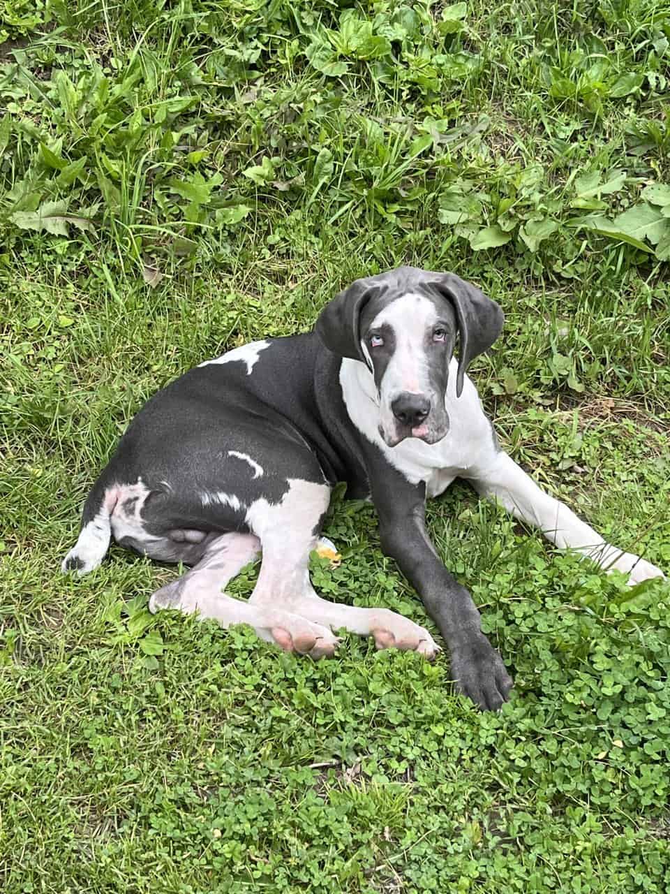 Atticus (rehoming) image 11