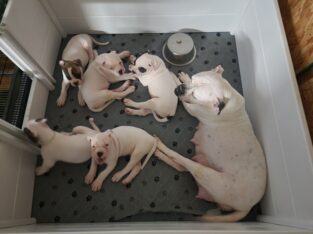 Americsn Bulldog pups
